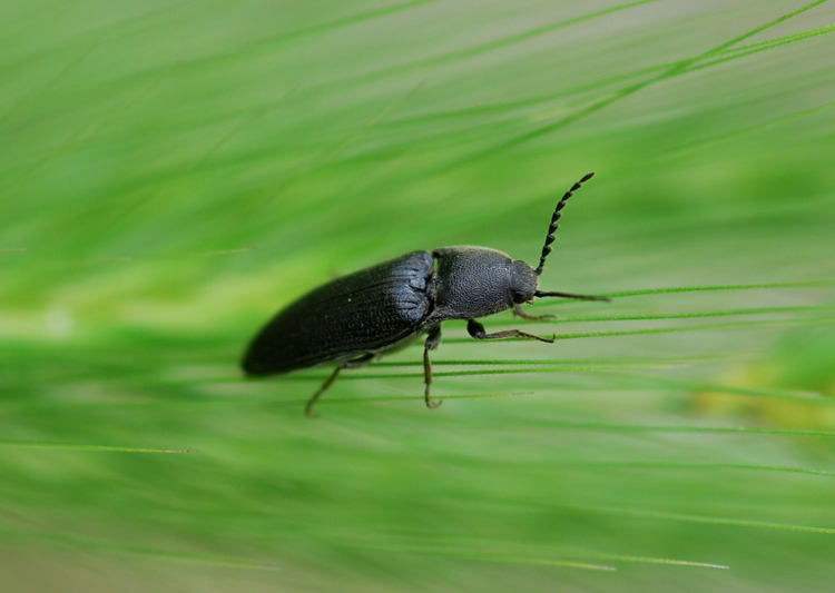 Elateridae tutto nero